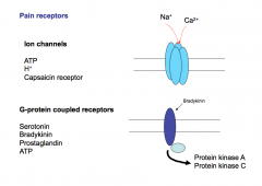 There are 2 types of pain receptors- ion channels and G-protein coupled receptors. Every pain molecule can act on BOTH kinds of receptors.

Ion channels are thought to be faster and to mediate faster responses.

GPCRs are thought to be modulatory and 