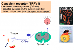 The capsaicin receptor is expressed in 50-60% of C-fibers. This receptor normally responds to an Endogenous Lipid (which capsaicin, the pungent component in chili peppers mimics), Acid Stimuli, and Thermal Stimuli (temperatures at or above 43 degrees Cels