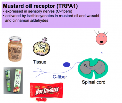 The mustard oil receptor is also expressed in C-fibers. This receptor responds to chemicals, isothiocyanates, found in mustard oil and wasabi and cinnamon aldehydes.