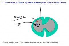 Stimulation of Aβ fibers can send off collaterals that send inhibitory signals to Aδ and C-fibers that can gate out and diminish the pain signal.-This theory is known as gate control theory.

Touch sensation also reaches the brain before pain sensation 