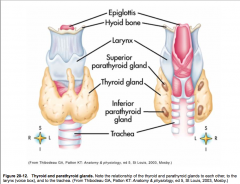 Describe the Thyroid Gland