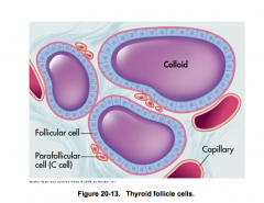 Parafollicular cells secrete calcitonin

TRH release from the HT stimulates release of TSH from the AP which stimulates the release of T3/T4 from the gyroid gland.

Thyroid hormone inhibits TRH and TSH secretion.