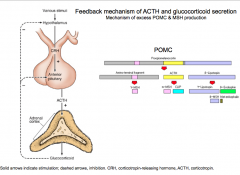 Feedback Control of Glucocorticoid Synthesis and Secretion
