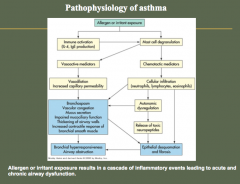 Asthmatic Response