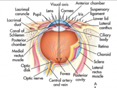 From outermost to innermost, light enters eye through the cornea, lens, anterior chamber of the eye, ball of the eye, and finally hits the retina in the back of the eye.