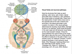 Optic Nerve→ Optic Chiasm→ Lateral Geniculate Body of Thalamus→ Optic Radiations→ Visual Cortex of Occipital Lobe