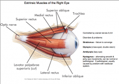 There are 6 extra-ocular muscles that move the eye.

They are controlled by cranial nerves 3, 4, and 6.