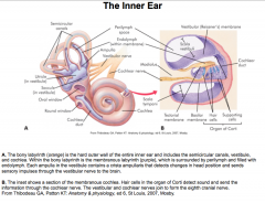 Auditory (compression waves) travel down the external auditory meatus and vibrate the tympanic membrane, which transfers vibration to auditory ossicles causing vibrations to be transferred to where the cochlea vibrates