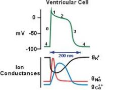 "repolarization"

Due to inactivation of Cav channels and efflux of K via Kv channels