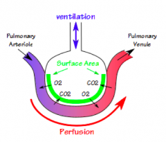 V = Ventilation
Q = Perfusion

Want the areas getting lots of ventilation to get more perfusion