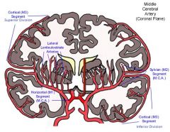 1. In the Sylvian fissure.

2. The superior division supplies the cortex above the sylvian fissure including the lateral frontal lobe and usually including the peri-Rolandic cortex. 

3. The inferior division supplies the cortex below the Sylvia...