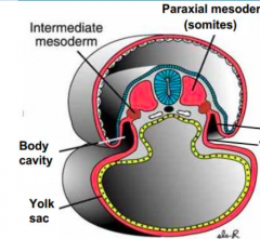 on the following diagram identify the parietal/somatic and visceral/splanchnic layers of the lateral plate of the mesoderm