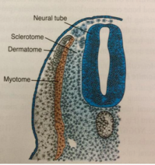 the dermatome of the somite
