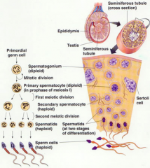 sertoli cells support spermatogenesis and secrete inhibin 


leydig (interstital) cell secrete testosterone