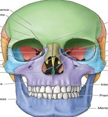 Label the colored regions. 


Frontal bone
Zygomaic
Maxilla
Mandible
Inferior Nasal Concha (INC)
Ethmoid
Vomer