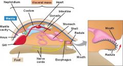 -Visceral mass enclosing organs
-Mantle; protective and usually secretes shell
-Muscular foot used in locomotion