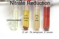 What is the purpose of Solutions A & B in Nitrate Reductions Tests?