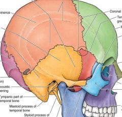 Label the colored regions 


Parital 
Temporal Squamous 
Pterion
Gr. Wing
Frontal Squamous
Occiptal Squamous 
Zygomatic