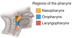 The Nasopharynx is the first (top) location of the  pharynx. It contains the opening of the Eustachian Tubes (auditory). It also contain the pharyngeal tonsils (adenoids) and internal nares.