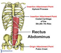 -A: inferior edges of 5-7th costal cartilages, xiphoid process, pubic symphysis, pubic crest
-F:flexes trunk, compresses abdominal viscera, controls tilt of pelvis
Lateral border: Linea semilunaris