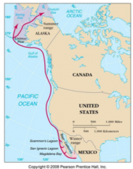 Gray whale migration

					
				
			
		
	

22,000 km annual
migration from coastal
Arctic Ocean to Baja
California and Mexico 
Feeding grounds in
Arctic (summer) 
Breeding and birthing
grounds in tropical
eastern Pacific (winter)  ...