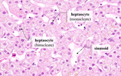 Hepatocytes (may be binucleate or mononucleate)