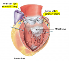 Superior to the aortic valve. 