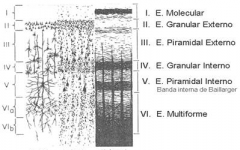 Lamina molecularis
L. granularis externa
L. pyramidalis externa
L. granularis interna
L. pyramidalis interna
L. multiformis