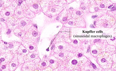 WBCs and sinusoidal macrophages (Kupffer cells)