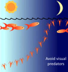Zooplankton Vertical Migration
- Feed at night
- Light does not penetrate as well so difficult to see if deep during day
