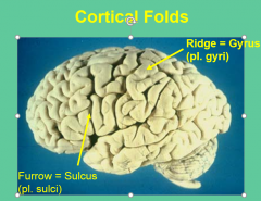 Cortical folding:  General knowledge 
