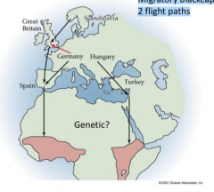 Migratory blackcaps have
2 flight paths

					
				
			
		
	

         