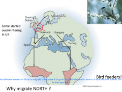 The ultimate reason for birds to migrate is because it is good for the individual in terms of reproductive success not  for the species