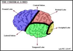 Cortical sulci, lobes and functions 