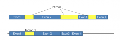 mRNA contains and will encode protein the sequence of this intron