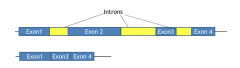 mRNA lacks and will not encode protein front the sequence of exon2
