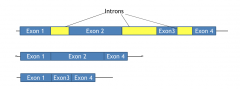 Will allow either exon 2 or exon 3 to be included in the mRNA, but not both