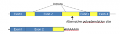 mRNA contains and will encode protein from the sequence from intron 2