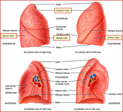 The R lung is divided by the oblique and horizontal fissures into 3 lobes:
1) Superior Lobe
2) Middle Lobe
3) Inferior Lobe