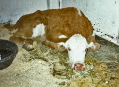 what is this calf with BVD mucosal disease? what are the clinical signs? 
