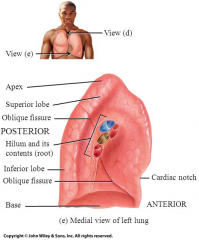 The apex is located at the top of the lung