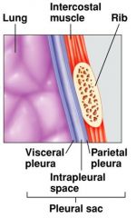 The intrapleural space is a slit-like space filled with pleural fluid. This is crucial to the mechanism of breathing.