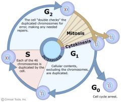 Cell cycle
