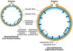 Surfactant decreases surface tension and prevents the complete collapse of alveoli
