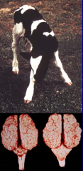 cerebellar hypoplasia, calves are ataxic with base wide stance