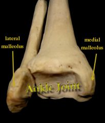 The roof of the ankle joint 