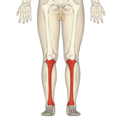 Pass in front of:
1. Knee (resisted by posterior capsule)
2. Ankle (resisted by calf muscles, esp. Soleus)

Pass behind of:
1. Hip joint (resisted by anterior capsule)