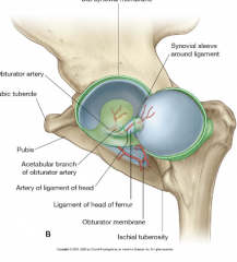 It is an inctracapsular ligament that attaches the femur to the acetabulum