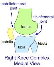 1. Tibiofemoral Joint2. Patellofemoral jointLigaments provide most support during knee extension 