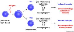 Th1 cells participate in microbial/cell-mediated immunity

Produce IL-2 and interferon gamma when activated

Inhibit B cells